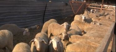 кой на забой: Продаю | Овца (самка), Ягненок, Баран (самец) | Гиссарская, Полукровка, Меринос | На забой, Для разведения | Племенные, Кастрированные, Осеменитель