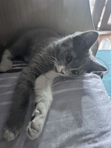Продажа кошек: Скотиш Страйт (Шотландская прямоухая), 3 месяца, Девочка, Серый, Приучена к лотку at lalafo.kg — 5 Продажа кошек: Скотиш Страйт (Шотландская прямоухая), 3 месяца, Девочка, Серый, Приучена к лотку — 5
