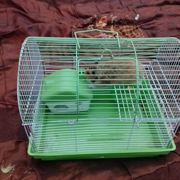 Qəfəslər: Salam. Qefes satilir. Tezeden secilmir. Qirigi pasi eziyi curuyu — 9