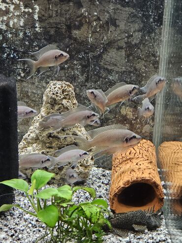 Рыбы: Цихлиды-подростки оптом! - бирюзовая акара - голубой дельфин - — 8