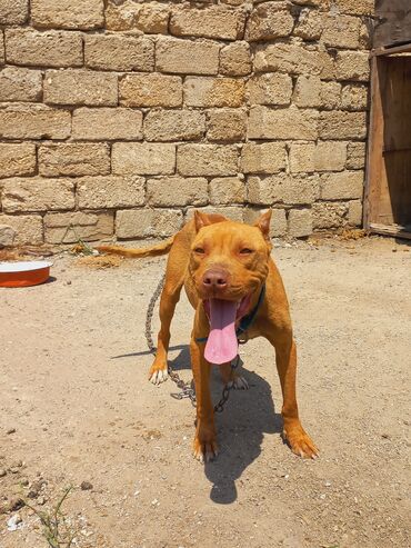 it novleri: Pitbul, 2 il, Dişi, Ünvandan götürmə