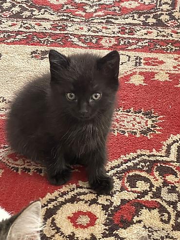 Отдам даром кошку: Отдадим в хорошие руки. 3 котенка. Возраст 2-3 недели. Две девочки и — 5