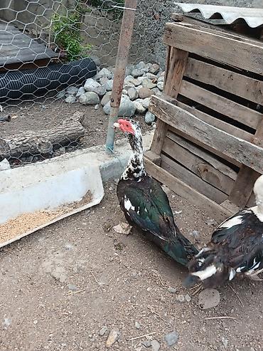 ev quslarinin satisi: Her ikisini goturen olsa endirim ederem tek tek ayri ayri qiymetdi — 1