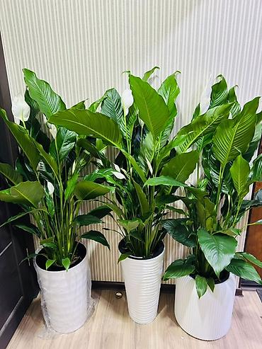 Спатифиллум (Spathiphyllum) в декоративных кашпо - Крупные, пышные