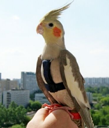 корелла in Кыргызстан | ПТИЦЫ: Куплю шлейку для попугая корелла по приемлемой цене