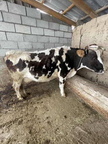 Животные: Продаю | Корова (самка) | Для разведения, Для молока
