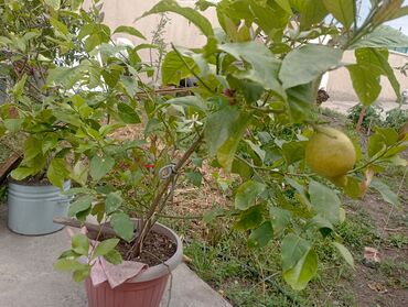 лимон комнатный: Осуп Турган лимондор 🍋 стаылат азр кулдоп атат коп лимон бар ушул