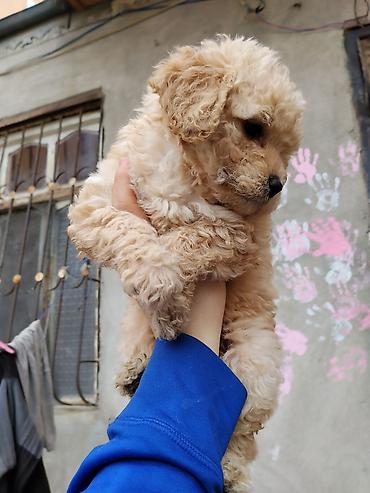 İtlər: Pudel — 15