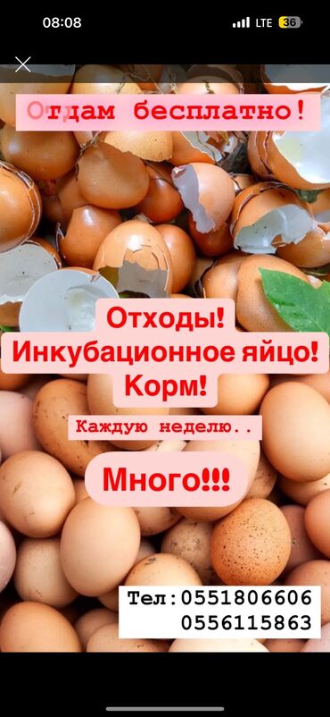 куда можно сдать вещи нуждающимся бишкек: Отдам отходы! Инкубационное яйцо! Каждую неделю! Самовывоз!