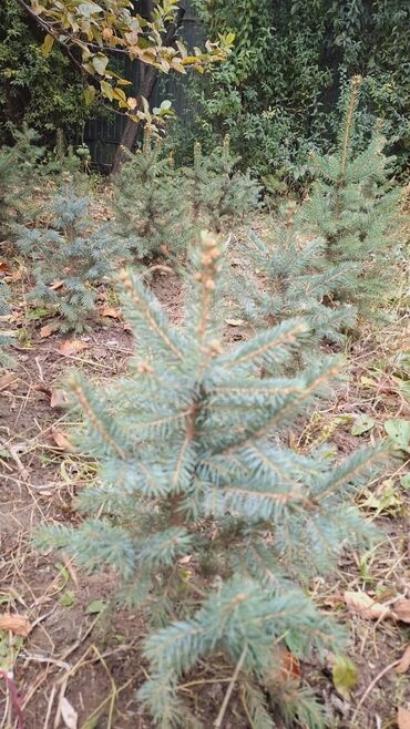 Декоративные деревья: Саженцы деревьев: Ели, Самовывоз, Платная доставка — 13