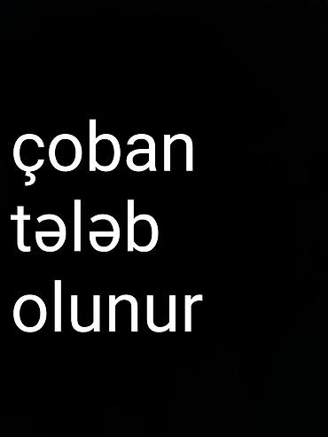 Kənd təsərrüfatı: Çoban, 35 yaş, 1-2 illik təcrübə — 1