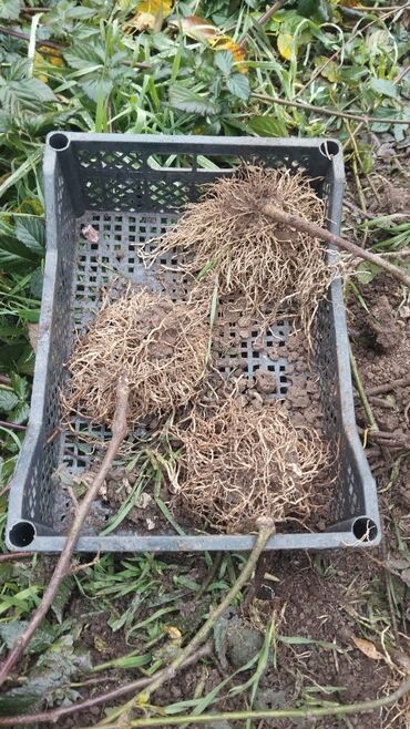 швабра с отжимом бишкек цена: Ежевика кочоттор сатылат. Экинчи жылдык. Сорт: Лохнес, сортко