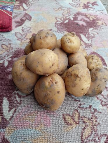 1 кг картошки цена бишкек: Картошка Оптом