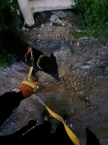 dişi doberman: Doberman, 1 il, Erkək, Peyvəndli, Ödənişli çatdırılma — 7
