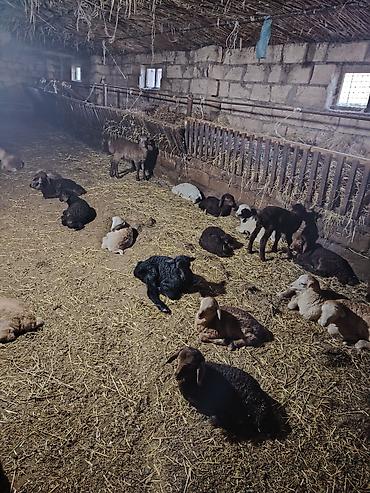dovşan eti: 300 bas heyvandi 100 u dogub 120 bala super damazliq heyvanlardi dogus — 3