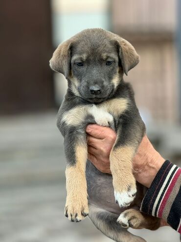 дратхар собака: Собака даром: Дворняжка, 2 месяца, Самец, С прививкой