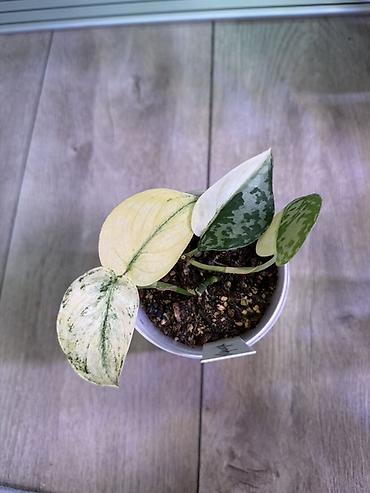 Эпипремнумы и сциндапсусы: Сциндапсус (Epipremnum/Scindapsus) вариегатный в горшке. Особенности — 4