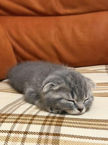 scottish fold qiyməti: Şotland yastı qulaq, Erkək — 3