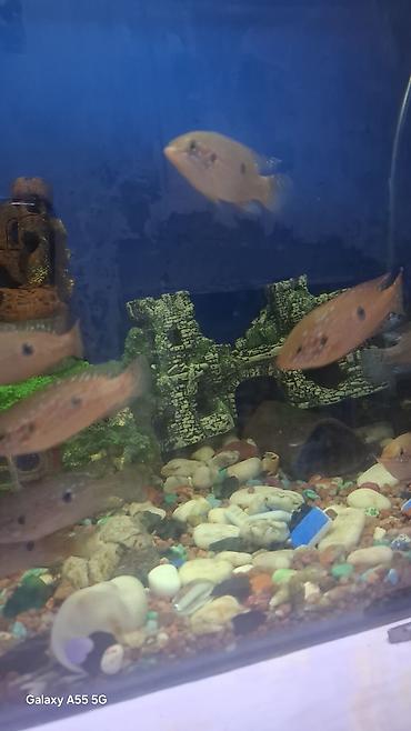 Рыбы: Продаю аквариум вместе с рыбами — 8