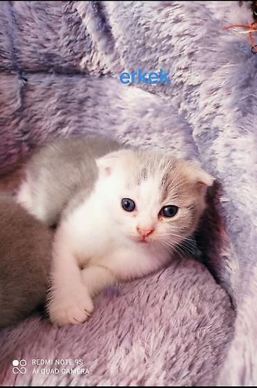 labrador satılır: Şotland yastı qulaq, Erkək, Dişi, Ünvandan götürmə — 5