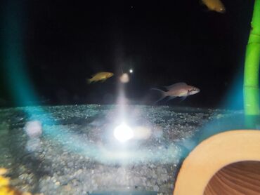 аквариум без рыб: Lelepbi yudroxromis prinsesa burundi bu baligalari tankaika gölünə