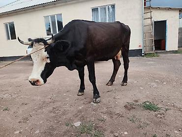 бычки 7 8 месяц: Продаю | Корова (самка) | Для молока — 4