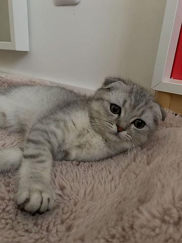 ыссык куле: Куплю такие кошки — 1