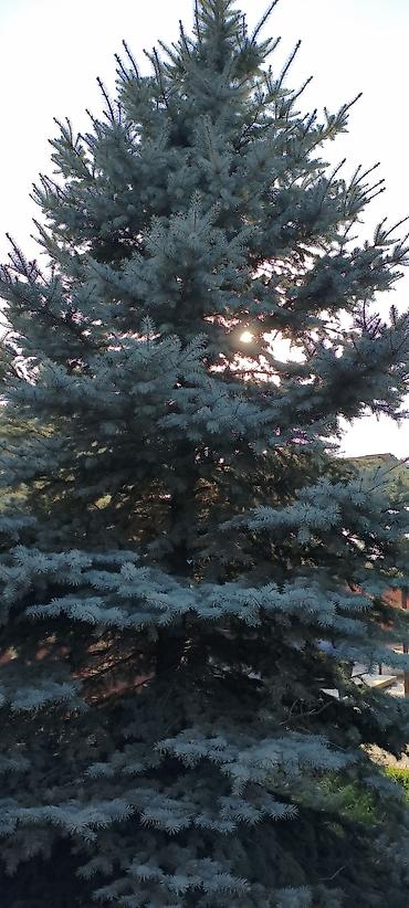 Ель голубая (Picea pungens ‘Glauca’) — зрелое декоративное дерево с