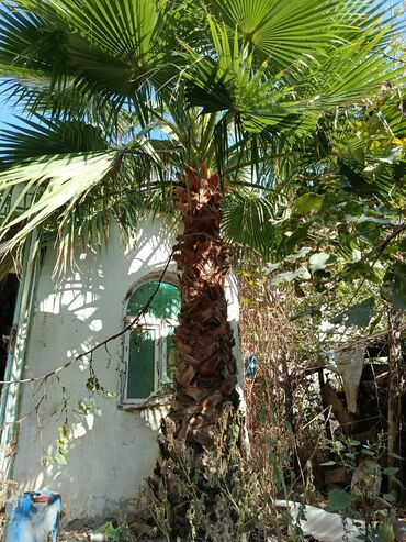 dua gülü: Palma Vaşinqton du satılır