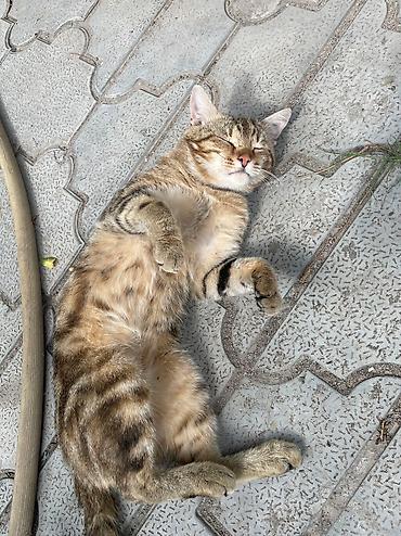 Продажа кошек: Котик бенгал зовут Элвис — 6