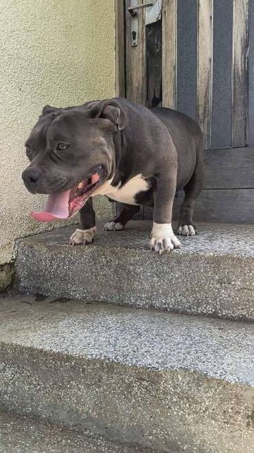 Psi: Američki Buli Poket štenci Prodajem štence rase American Bully Pocket — 13