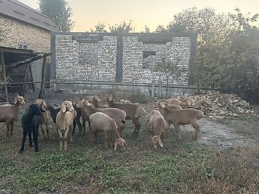 рыбки аквариумные бишкек: Продаю | Овца (самка) | Арашан | Для разведения | Ярка — 4