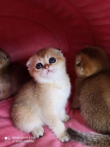 золотая шиншилла вислоухая цена: Шотландские вислоухие котята (Scottish Fold), окрасы золотой шиншилла