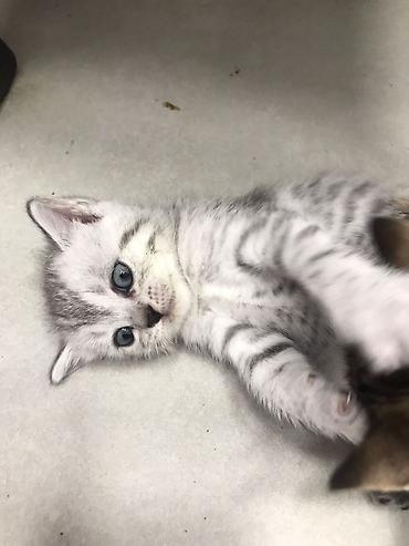 Pişiklər: Şotland — 5