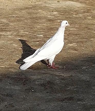 tap.az pişiklər: Tutulma cavan erkey 13 tuk tuleydedi — 2