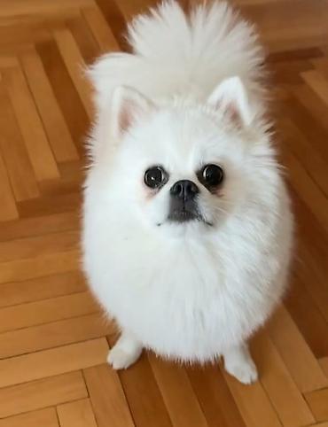 Psi: Na prodaju preslatki pomeranci U naš dom su sasvim spontano stigle — 6