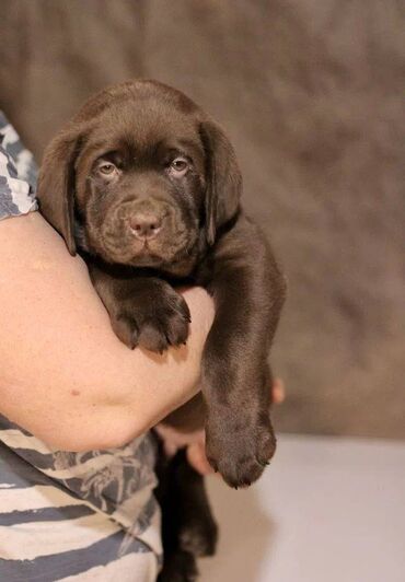 pulsuz itlər: Labrador-retriver, 2 ay, Erkek, Sənədli, Pulsuz çatdırılma