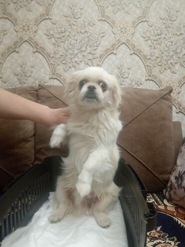İtlər: Pekines, 2 il, Dişi, Peyvəndli, Ünvandan götürmə, Ödənişli çatdırılma — 1