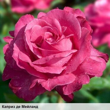 Садовые цветы и кустарники: Саженцы цветка: Розы, Самовывоз, Бесплатная доставка — 17