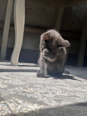 британская короткошерстная кошка шиншилла: Британская короткошёрстная, 2 месяца, Девочка, Серый, Метис