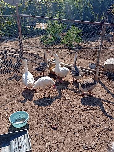 dis keyidici: Ərkey və dişi qazlardi tam saglam heyvanlardi tək təkdə satilir hamisi — 1