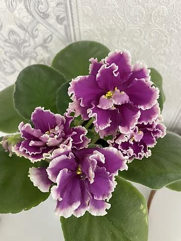 Фиалки и глоксинии: Продам! 1 Детки стандартных сортовых фиалочек. Цена за детку от 80 — 25