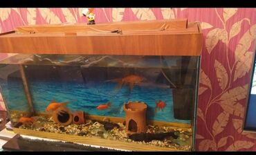akvarium xırda balığı: Akvarium aksessuarlarla birlikdə satılır uzunluq 90 sm hündürlük 60