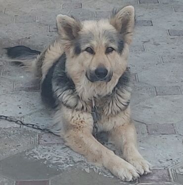 İtlər: Alman çoban iti, 2 il, Dişi, Ünvandan götürmə