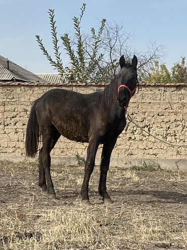 хлеб на корм: Сатам | Байтал | Жумушка