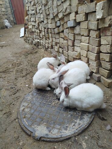 cins ineklerin qiymeti: Kalfoniya etdik sort dovşanlar 5 aylıq di 6 dene di cekileri. 3 kilo