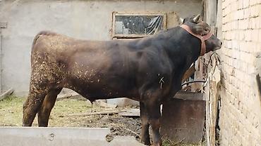 Продам с/х животных: Продаю | Бык (самец) | На откорм | Привязанные — 2