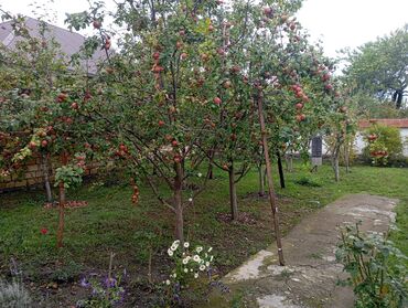 Torpaq sahələrinin satışı: 8 sot, Tikinti, Mülkiyyətçi, Kupça (Çıxarış), Texniki pasport — 10