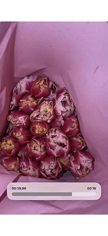 Букеты из живых цветов: ‼️‼️‼️новый прайс на тюльпаны выше 300 штук по 70 сом Высота 50/60 см — 2