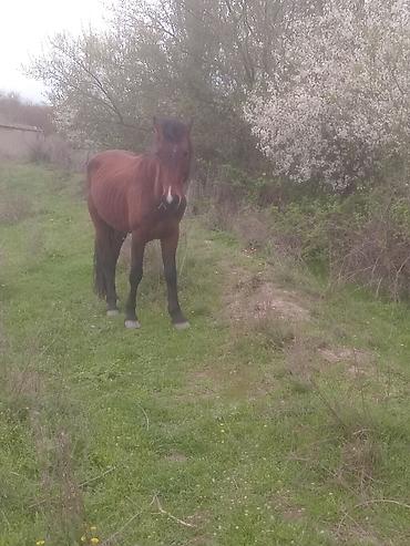 Atlar: Erkək, il: 5, Ünvandan götürmə — 10